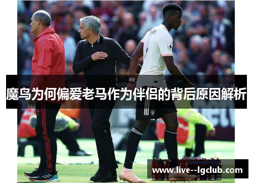 魔鸟为何偏爱老马作为伴侣的背后原因解析